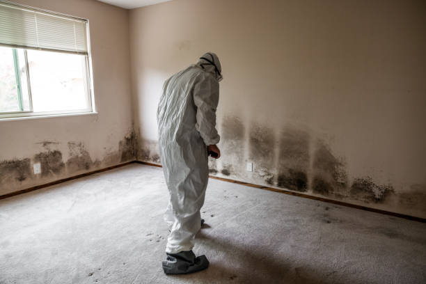 Best Mold Removal for HVAC Installations  in Chester, MD